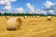 Raiffeisen Beckum eG  Erntezeit